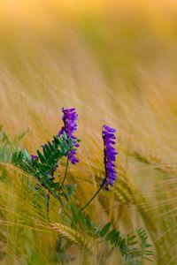 Preview wallpaper flower, purple, spikelets, plant, macro