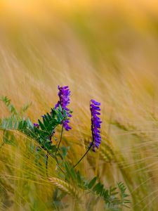 Preview wallpaper flower, purple, spikelets, plant, macro