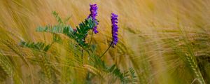 Preview wallpaper flower, purple, spikelets, plant, macro