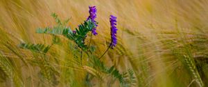 Preview wallpaper flower, purple, spikelets, plant, macro