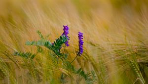 Preview wallpaper flower, purple, spikelets, plant, macro