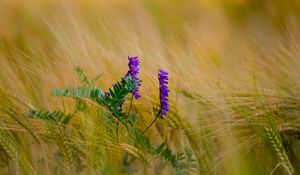 Preview wallpaper flower, purple, spikelets, plant, macro