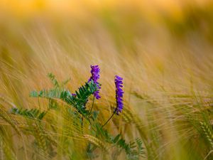 Preview wallpaper flower, purple, spikelets, plant, macro