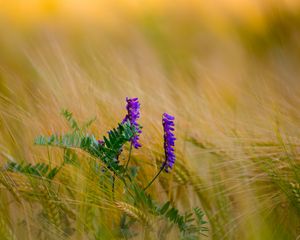 Preview wallpaper flower, purple, spikelets, plant, macro