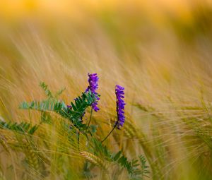 Preview wallpaper flower, purple, spikelets, plant, macro