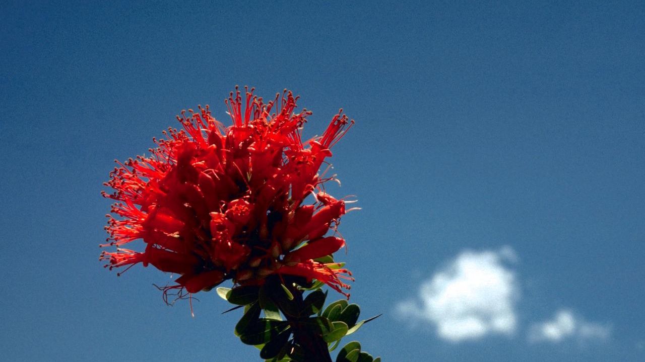 Wallpaper flower, red, bright, stalk, sky, cloud