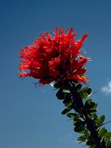 Preview wallpaper flower, red, bright, stalk, sky, cloud