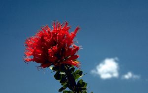 Preview wallpaper flower, red, bright, stalk, sky, cloud