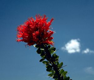 Preview wallpaper flower, red, bright, stalk, sky, cloud