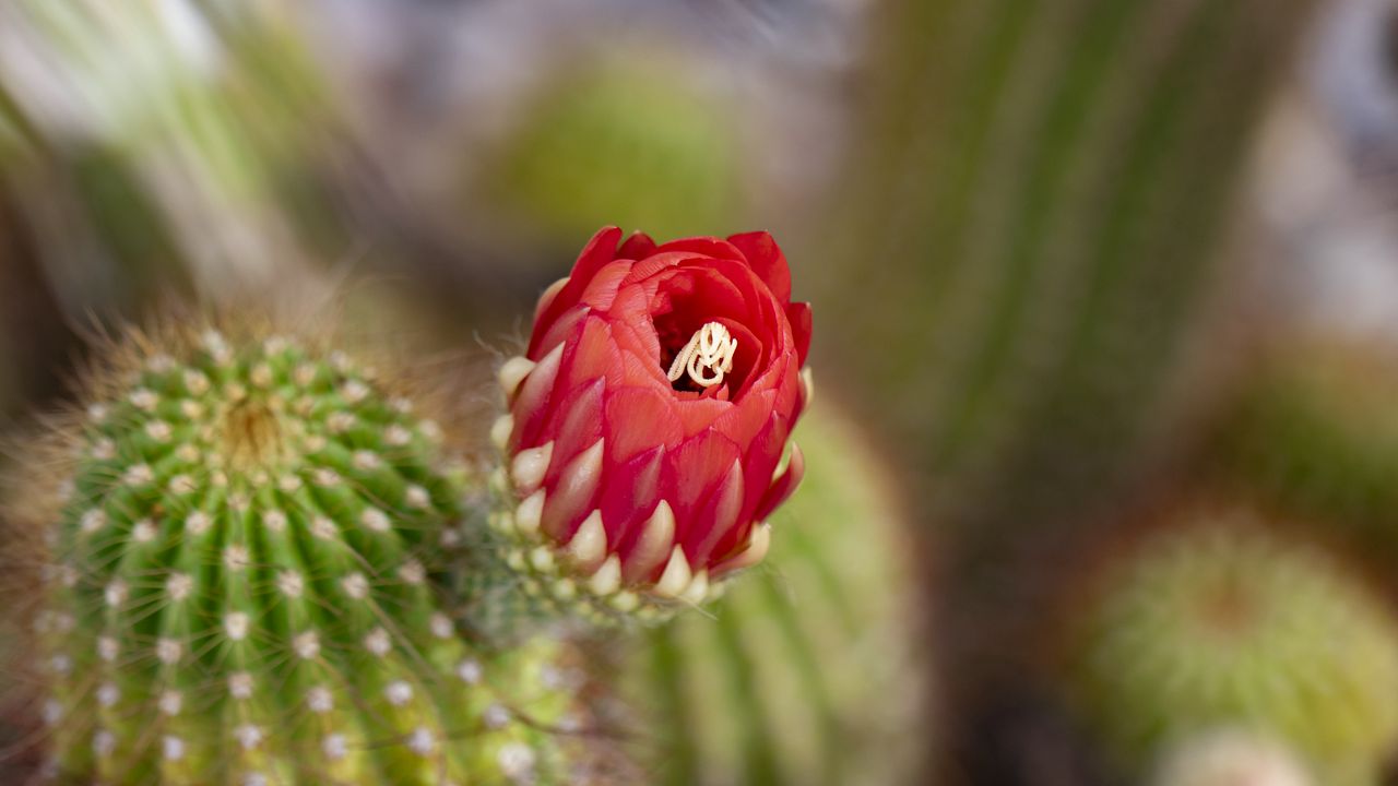 Wallpaper flower, red, bud, cacti, blur