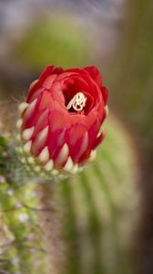 Preview wallpaper flower, red, bud, cacti, blur