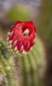 Preview wallpaper flower, red, bud, cacti, blur