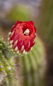 Preview wallpaper flower, red, bud, cacti, blur