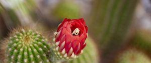 Preview wallpaper flower, red, bud, cacti, blur