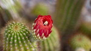 Preview wallpaper flower, red, bud, cacti, blur