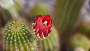 Preview wallpaper flower, red, bud, cacti, blur