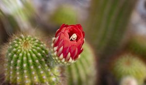 Preview wallpaper flower, red, bud, cacti, blur