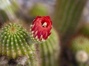 Preview wallpaper flower, red, bud, cacti, blur