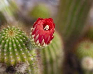 Preview wallpaper flower, red, bud, cacti, blur