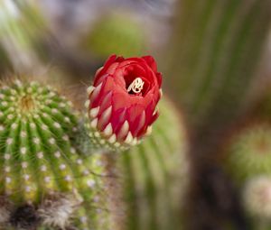 Preview wallpaper flower, red, bud, cacti, blur