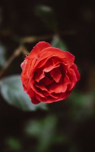 Preview wallpaper flower, red, bud, petals