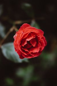 Preview wallpaper flower, red, bud, petals