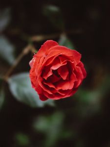 Preview wallpaper flower, red, bud, petals