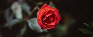 Preview wallpaper flower, red, bud, petals