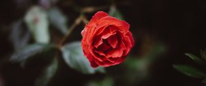 Preview wallpaper flower, red, bud, petals