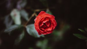 Preview wallpaper flower, red, bud, petals