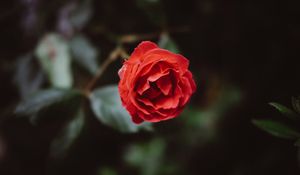 Preview wallpaper flower, red, bud, petals