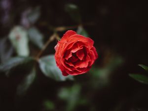 Preview wallpaper flower, red, bud, petals