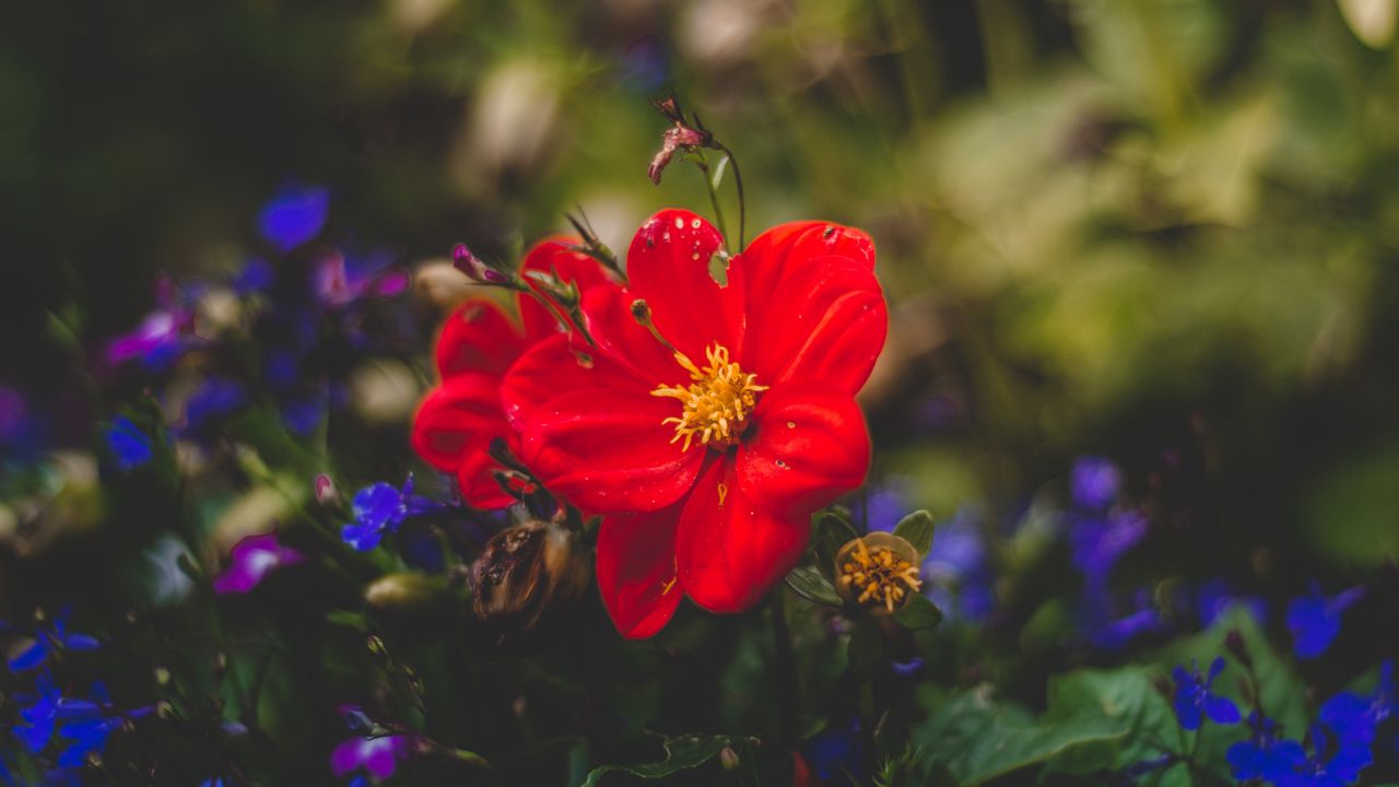 Wallpaper flower, red, bud, petals
