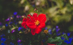 Preview wallpaper flower, red, bud, petals