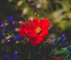 Preview wallpaper flower, red, bud, petals