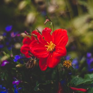 Preview wallpaper flower, red, bud, petals