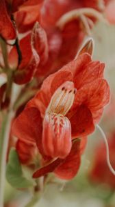 Preview wallpaper flower, red, close up, plant