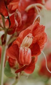 Preview wallpaper flower, red, close up, plant