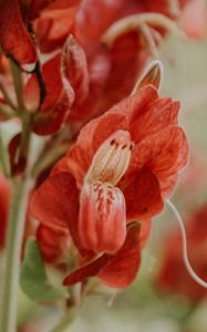 Preview wallpaper flower, red, close up, plant