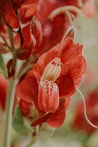 Preview wallpaper flower, red, close up, plant