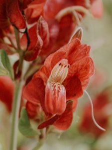 Preview wallpaper flower, red, close up, plant