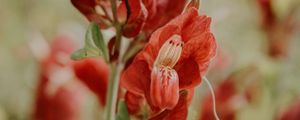 Preview wallpaper flower, red, close up, plant