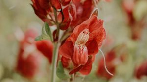 Preview wallpaper flower, red, close up, plant