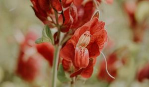 Preview wallpaper flower, red, close up, plant