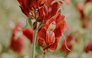 Preview wallpaper flower, red, close up, plant