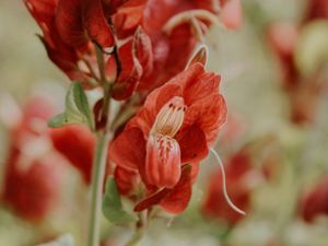 Preview wallpaper flower, red, close up, plant