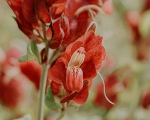 Preview wallpaper flower, red, close up, plant