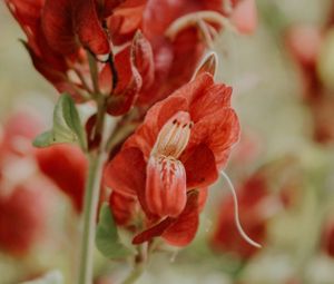 Preview wallpaper flower, red, close up, plant