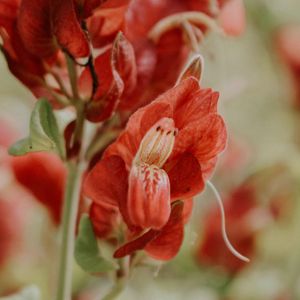 Preview wallpaper flower, red, close up, plant