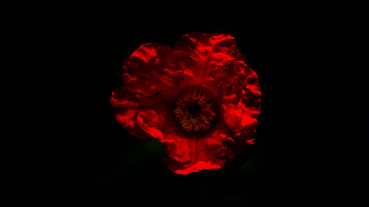 Wallpaper flower, red, dark, darkness, minimalism